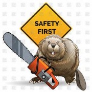 beaver